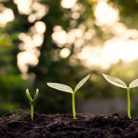 Prowadzenie harmonijnej symfonii: istotna rola koncertmistrza