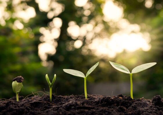 Nasze cele - rozwój